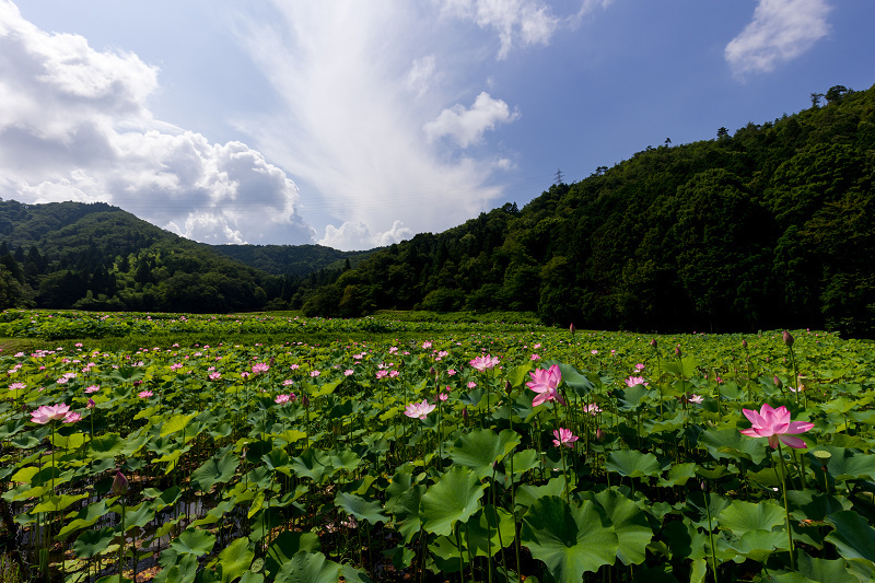 2021夏の花畑　あいのたにロータスプロジェクト（長浜市）_f0155048_11404592.jpg