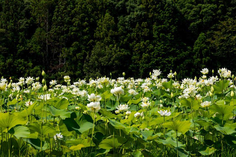 2021夏の花畑　あいのたにロータスプロジェクト（長浜市）_f0155048_11410287.jpg