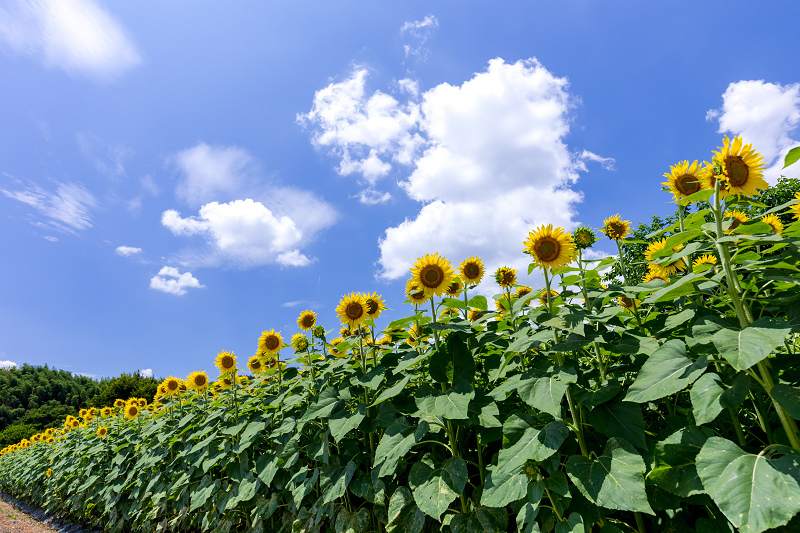 21夏の花畑 ひまわり畑 五條市上野 花景色 K W C Photoblog