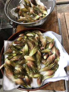 収穫_f0363168_07283154.png