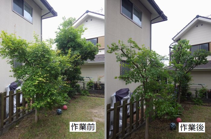 ヤマボウシの剪定 京都市庭木剪定 庭 佳niwaka 庭木1本からの植木屋