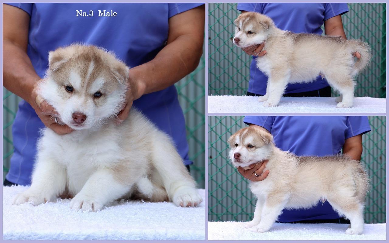 シベリアンハスキー子犬 オーナー募集終了 ハスキーがやってきた