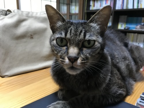 8月のにゃんポイント_f0054677_08260624.jpg
