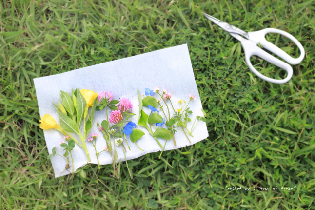 押し花の作り方 簡単 短時間でできるアイロンや電子レンジを使ったやり方とは A Piece Of Dream 植物とdiyと