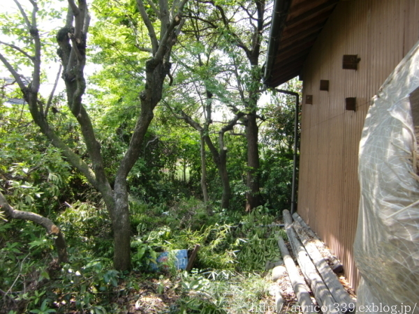 宿根草の植栽スペースと小屋、10年前とのBEFORE→AFTER_c0293787_15255292.jpg