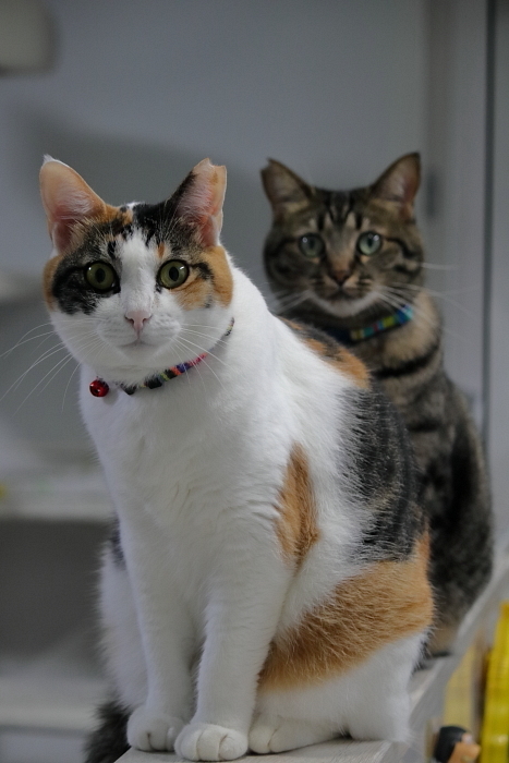 百日紅とスキンと猫シャンプー_f0083400_16101943.jpg