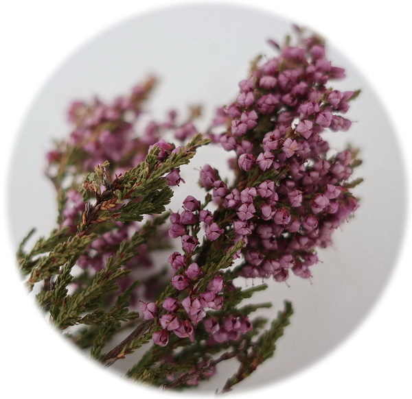 ヒースの花 エリカ 北欧万華帖