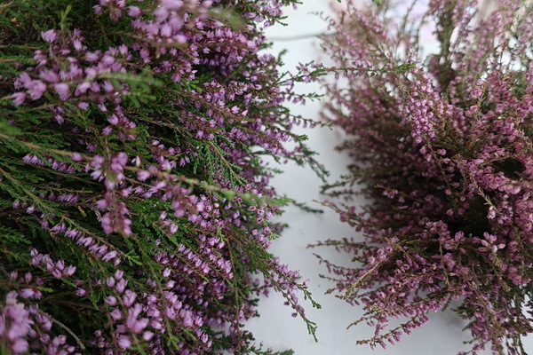 ヒースの花 エリカ 北欧万華帖