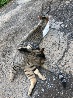野良猫写真館_f0363168_14303355.png