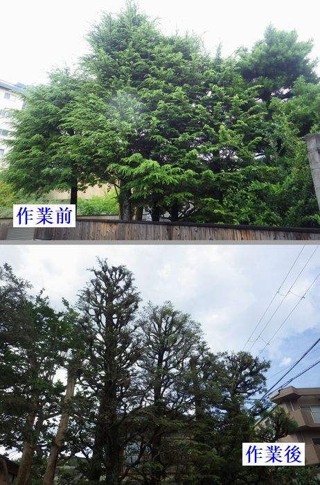 No.024_Cut back pruning of Japanese white oak hedge 161012
