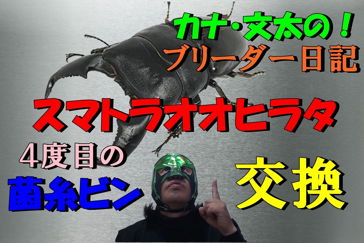 カナ・文太の！ブリーダー日記 【スマトラオオヒラタの４度目の菌糸ビン交換！】んの巻_f0236990_19465643.jpg