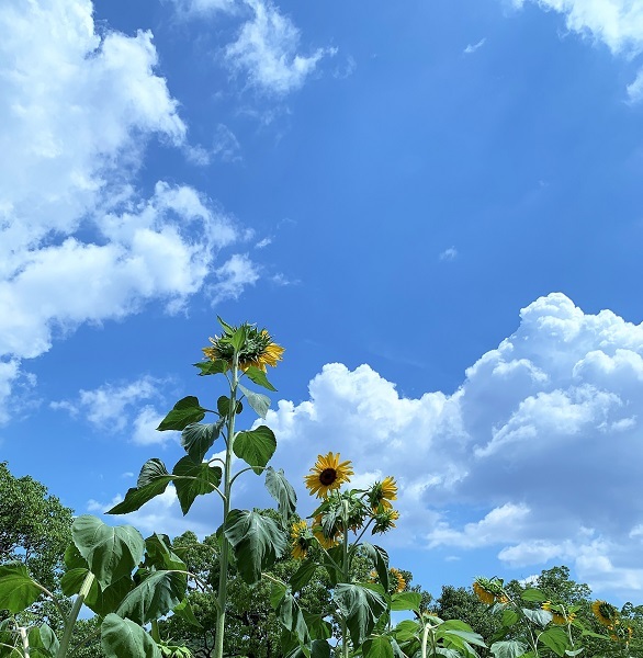 『ひまわり畑』娘とのささやかな夏の思い出_d0249193_23235148.jpg