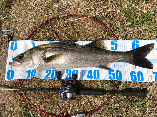 DAIWA - DAIWAラブラックスAGS 77LMLB/ジリオン TW 1516SHLZ DAIWA（釣り） ダイワ ラブラックスAGS 77LMLB