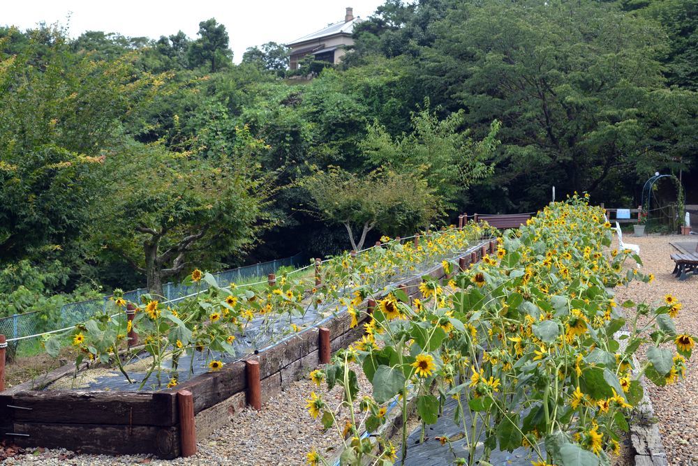 8月中旬のヒマワリ_e0373930_16012147.jpg