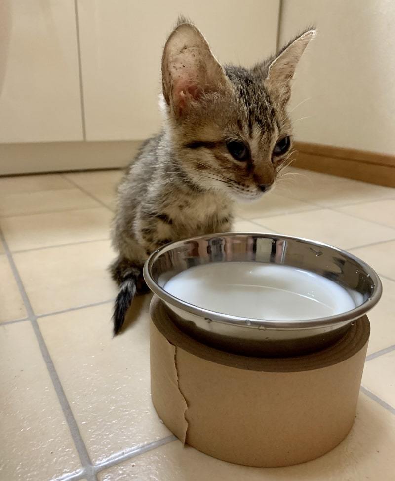 ねねこちゃん闘病記1_d0118933_17281340.jpg