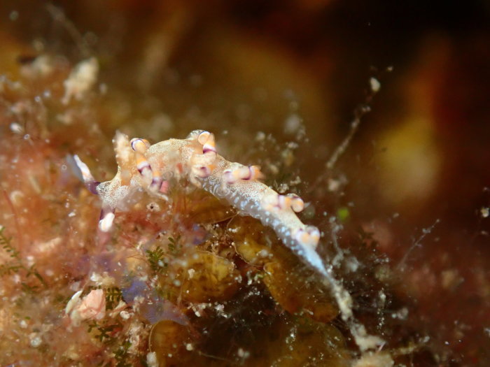 210821 たまにはマクロも_a0335173_18263439.jpg