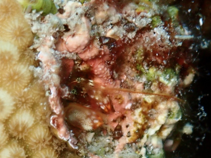 210821 たまにはマクロも_a0335173_18353973.jpg