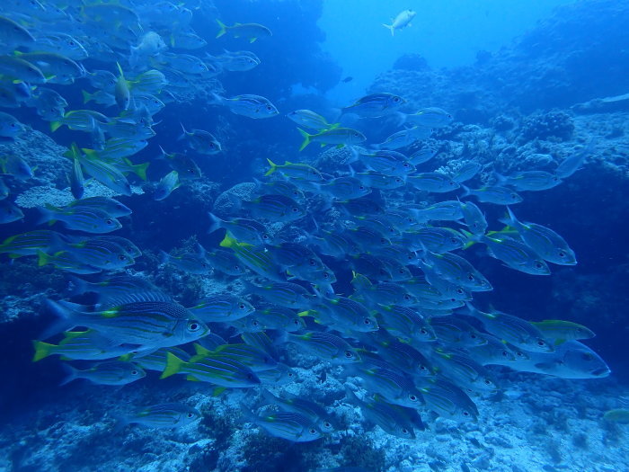 210821 たまにはマクロも_a0335173_18365506.jpg