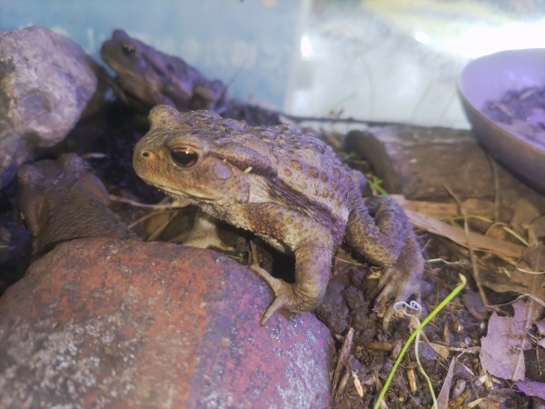 アズマヒキガエルが大人になったみたいです 水元かわせみの里水辺のふれあいルーム アズマヒキガエルが大人になったみたいです 水元かわせみの里水辺のふれあいルーム