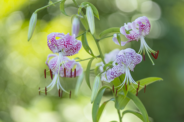Sony r Ivで撮った夏の花 エーデルワイスブログ Sony r Ivで撮った夏の花 エーデルワイスブログ