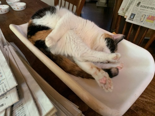 身体チェック りきの毎日 身体チェック りきの毎日