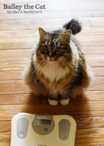 もふもふ猫の言い訳 Kyoko S Backyard アメリカで田舎暮らし