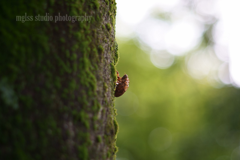 Takumar (タクマー) F2.8 105mm