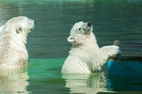 ロシア・ロストフ動物園のアイカ (Айка) が間もなく生後9ヶ月へ ～ 垣間見えるスラヴ圏でのホッキョクグマ事情_a0151913_01534846.jpg