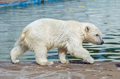 ロシア・ロストフ動物園のアイカ (Айка) が間もなく生後9ヶ月へ ~ 垣間見えるスラヴ圏でのホッキョクグマ事情_a0151913_03084781.jpg
