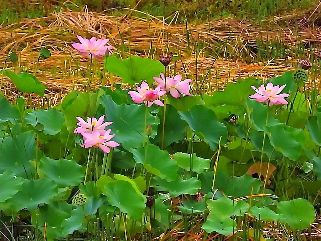 カイツブリとバンと蓮の花と・・・８月２２日近所の遊水池Eにて_a0031821_08583100.jpg