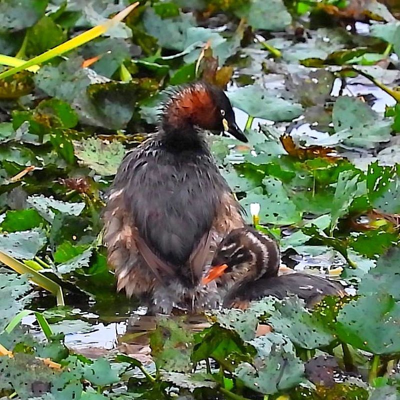 カイツブリとバンと蓮の花と・・・８月２２日近所の遊水池Eにて_a0031821_08583171.jpg