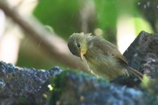 ウグイスの幼鳥_e0413627_16170112.jpg