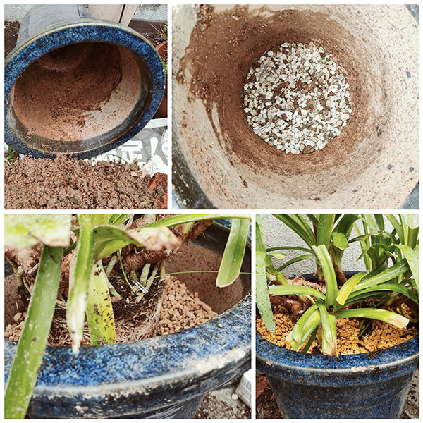 アガパンサスの植え替え スポック艦長のphoto Diary