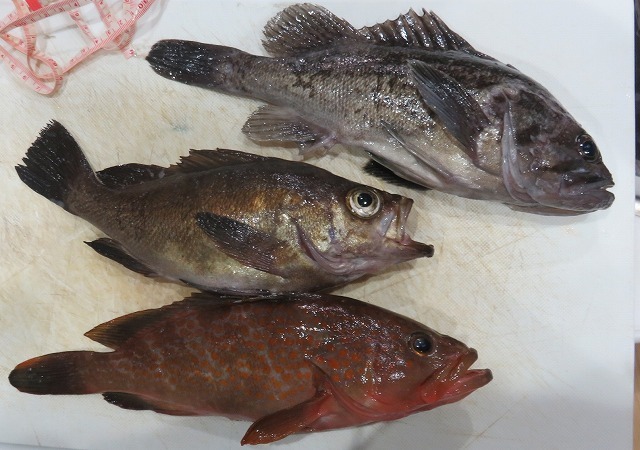 まっかな濁りの巻 新潟発 キジハタ メバル釣り