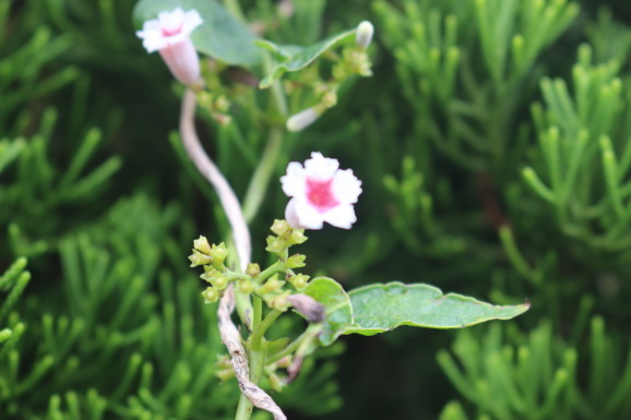 屁糞葛 ヘクソカズラ ひげ爺の花便り