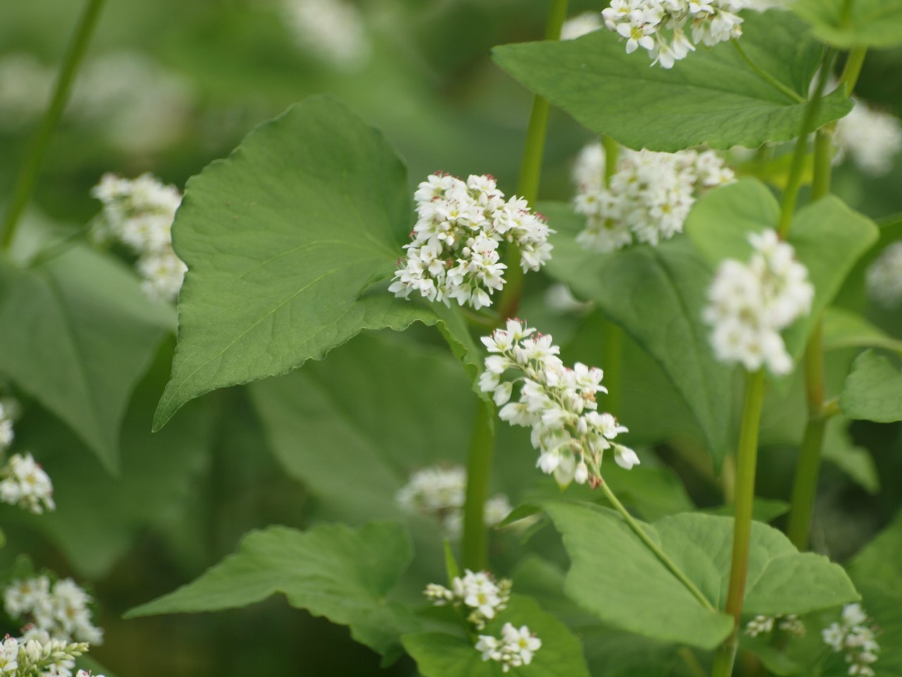 蕎麦 ソバ の花 自然風の自然風だより