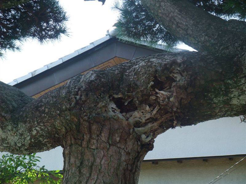 大きな松の幹に空洞ができたら樹木医に相談してください 庭の写真館
