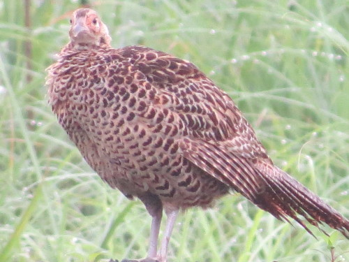 キジの若鳥が庭に来た_b0317680_15531304.jpg