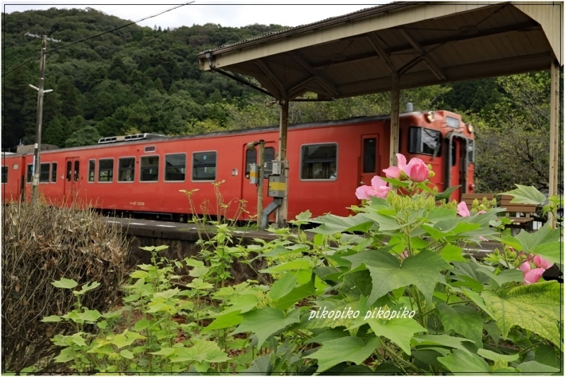 長閑な無人駅　　志和地駅　(広島県三次市)_e0353681_21170178.jpg