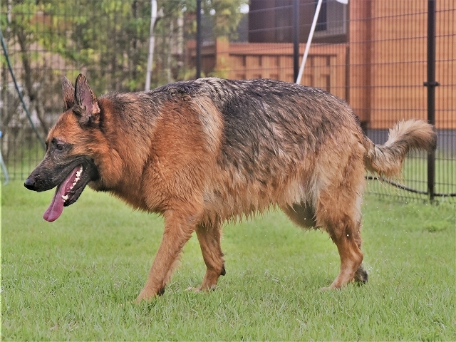 シェパード犬が怖いって 徒然てんぐさ