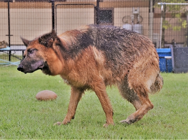 シェパード犬が怖いって?_d0360206_20392470.jpg