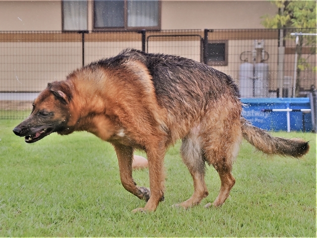 シェパード犬が怖いって?_d0360206_20393042.jpg