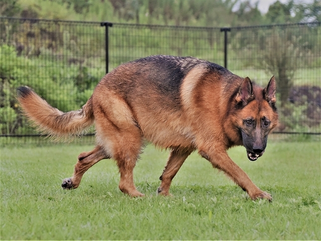 シェパード犬が怖いって?_d0360206_20393065.jpg