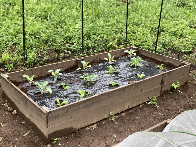 家庭菜園 秋冬野菜の植え付け_d0348118_15515007.jpeg