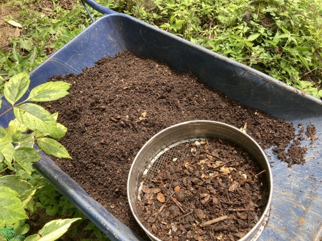 家庭菜園 秋冬野菜の植え付け_d0348118_15522454.jpeg