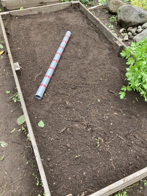 家庭菜園 秋冬野菜の植え付け_d0348118_15565736.jpeg