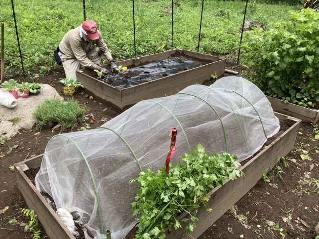 家庭菜園 秋冬野菜の植え付け_d0348118_16003035.jpeg