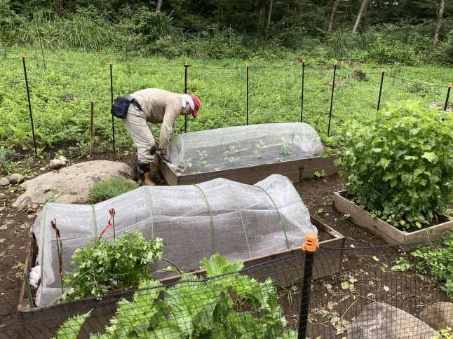 家庭菜園 秋冬野菜の植え付け_d0348118_16014263.jpeg