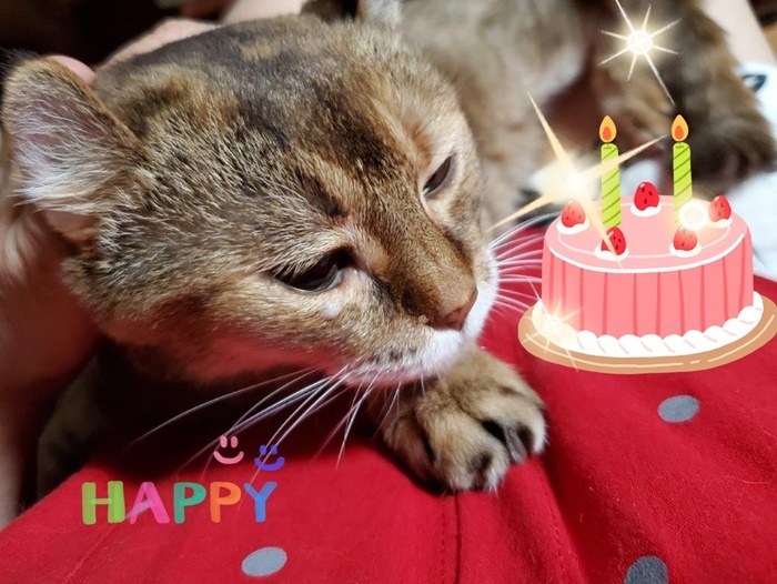 わが家のママ猫 19歳 人92歳 の誕生日を無事に迎えました 21 8 23 Tokyo むっちゃんの花鳥蝶風月 鳥 猫 花 空 山