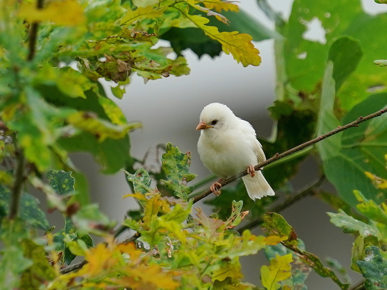 縁起の良い！幸運の白い雀！ ＵＭ１ : シエロの野鳥観察記録